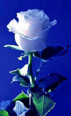Ramo de 6 Rosas Blancas, Rosas Blancas para Regalar, Arte Floral, Rosas Blancas para Regalar en Nacimientos, Rosas Blancas para Día de la Madre