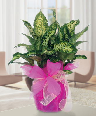 Plantas a domicilio en Fuerteventura