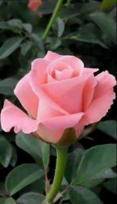 Ramo Funerario 7 Rosas Rosadas, Rosas para el Tanatorio, Ramo de Flores para dar Condolencias, Ramos Funerarios para Puerto del Rosario, Flores para Difuntos