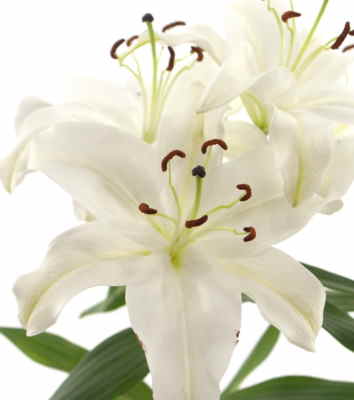 Ramos Flores Finlandia, Floristería Online, Arreglos Florales, Ramos de Flores para Regalar, Flores Blancas, Comprar Flores, Flores en Puerto del Rosario